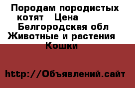 Породам породистых котят › Цена ­ 1 500 - Белгородская обл. Животные и растения » Кошки   